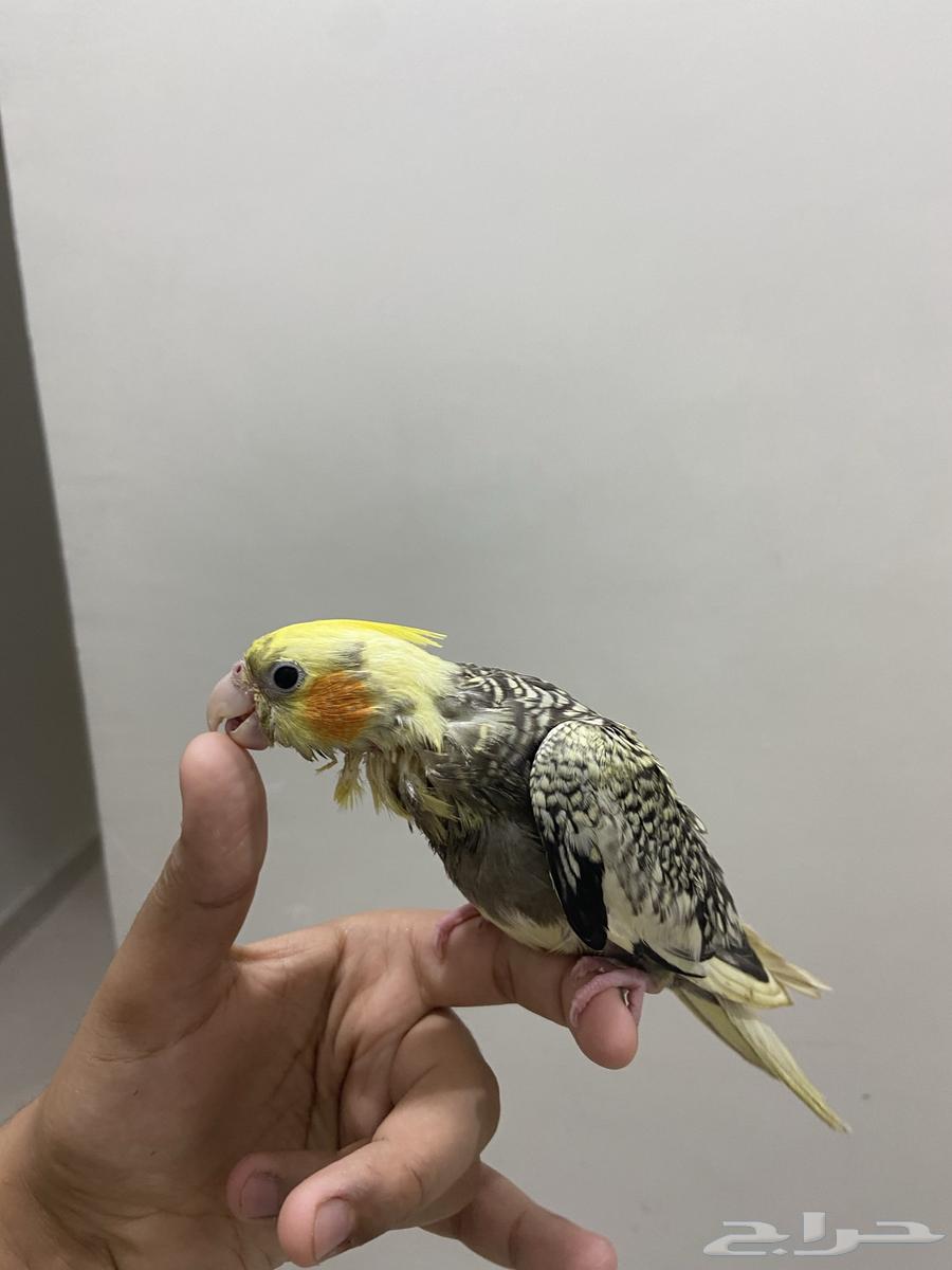 كروان ما شاء الله هدد داخلي نشبه بشكللل (الصحة نهاية و غر64537407731969110