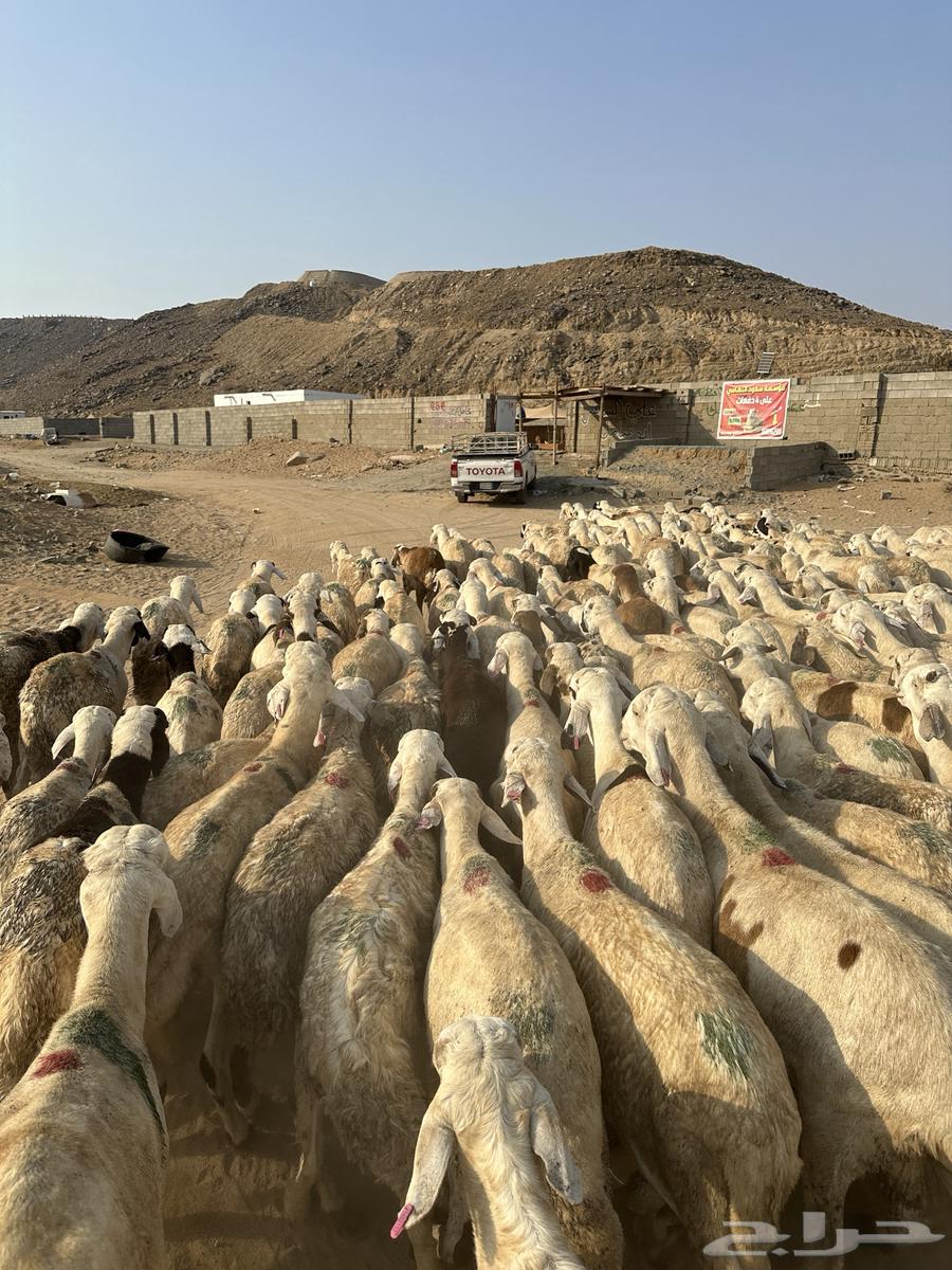 سواكن بيض64540423805698110