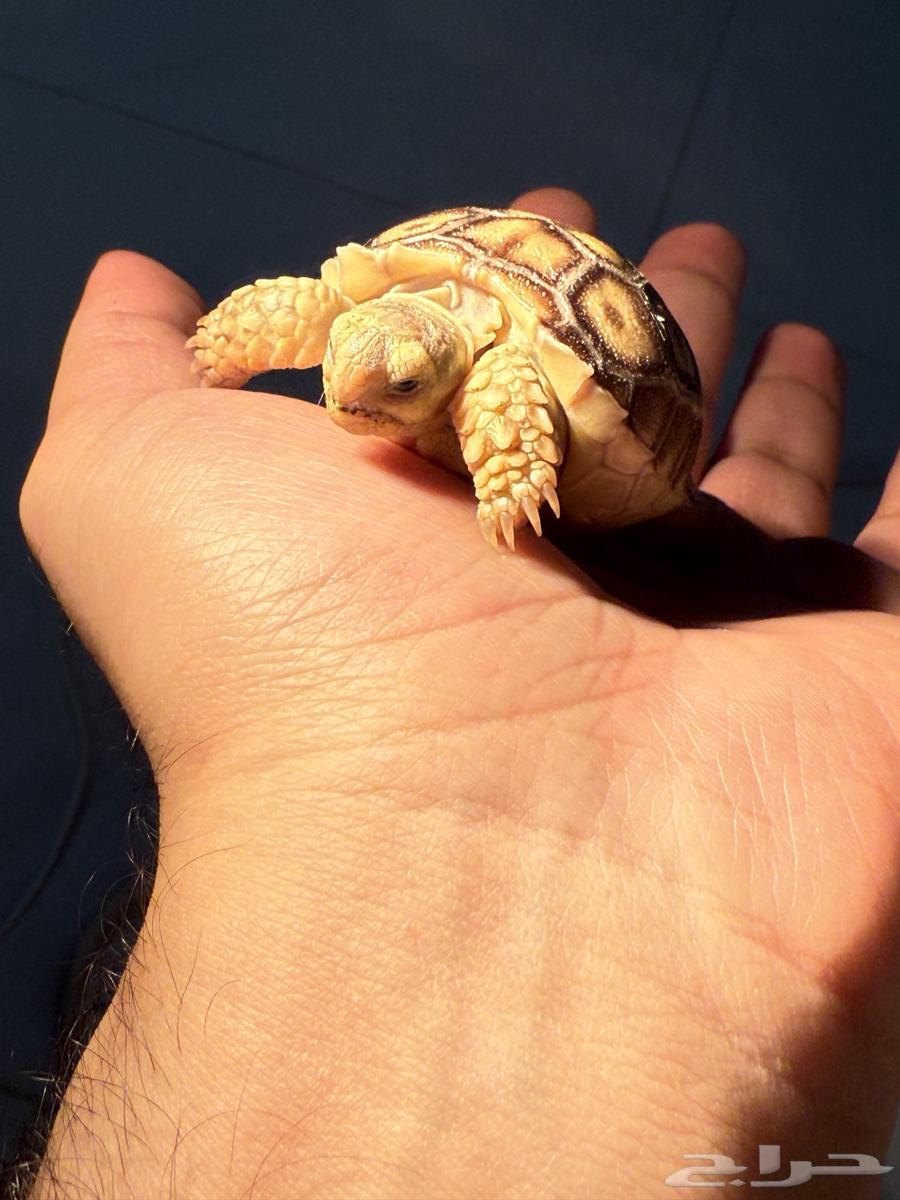 فروخ سلاحف سولكاتا64535196010754112