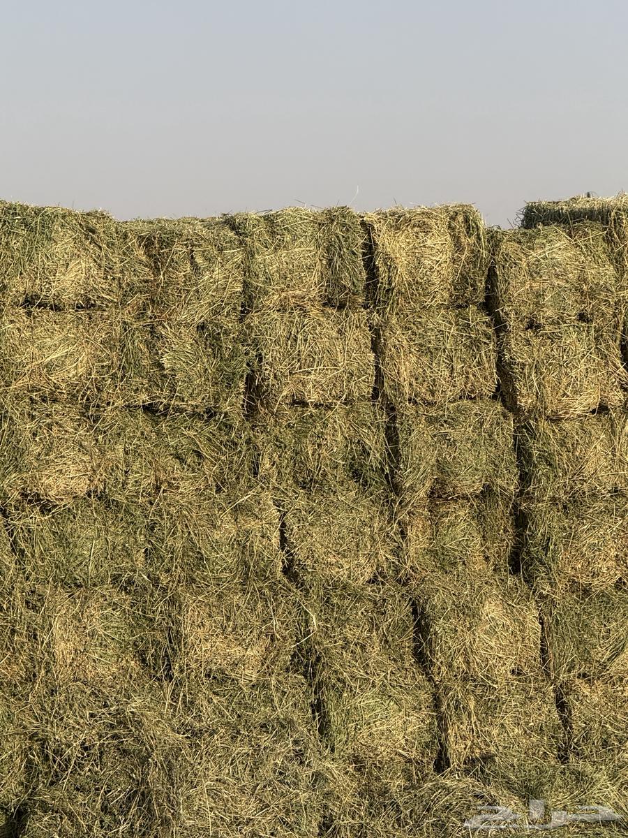 برسيم صافي64536334913155112