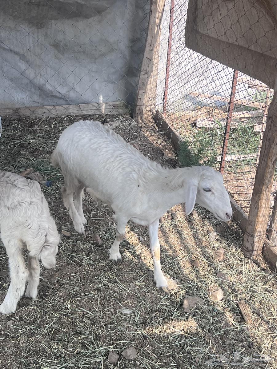 رخلين للبيع شحم64541963448579112