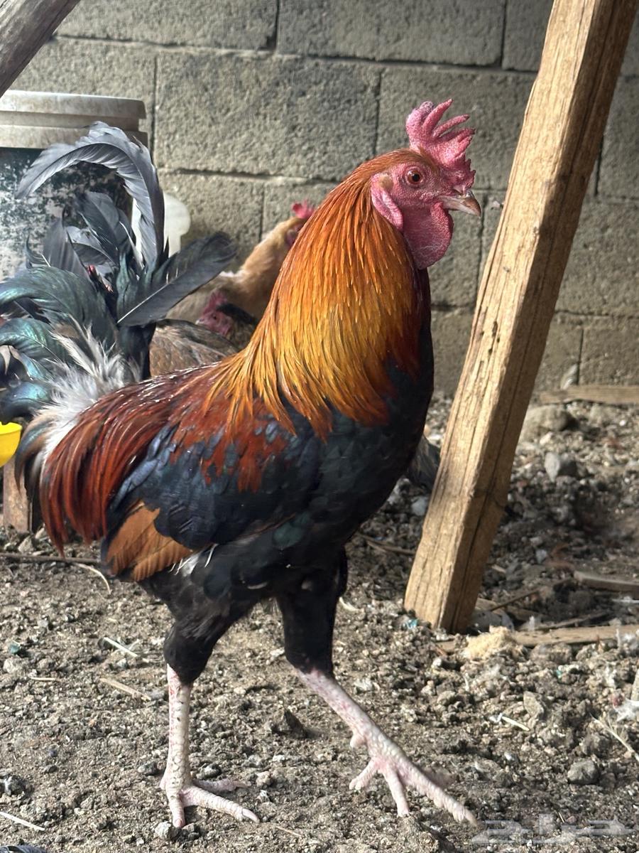 دجاج بلدي ترثه اصيل عربي فري64541579936258111