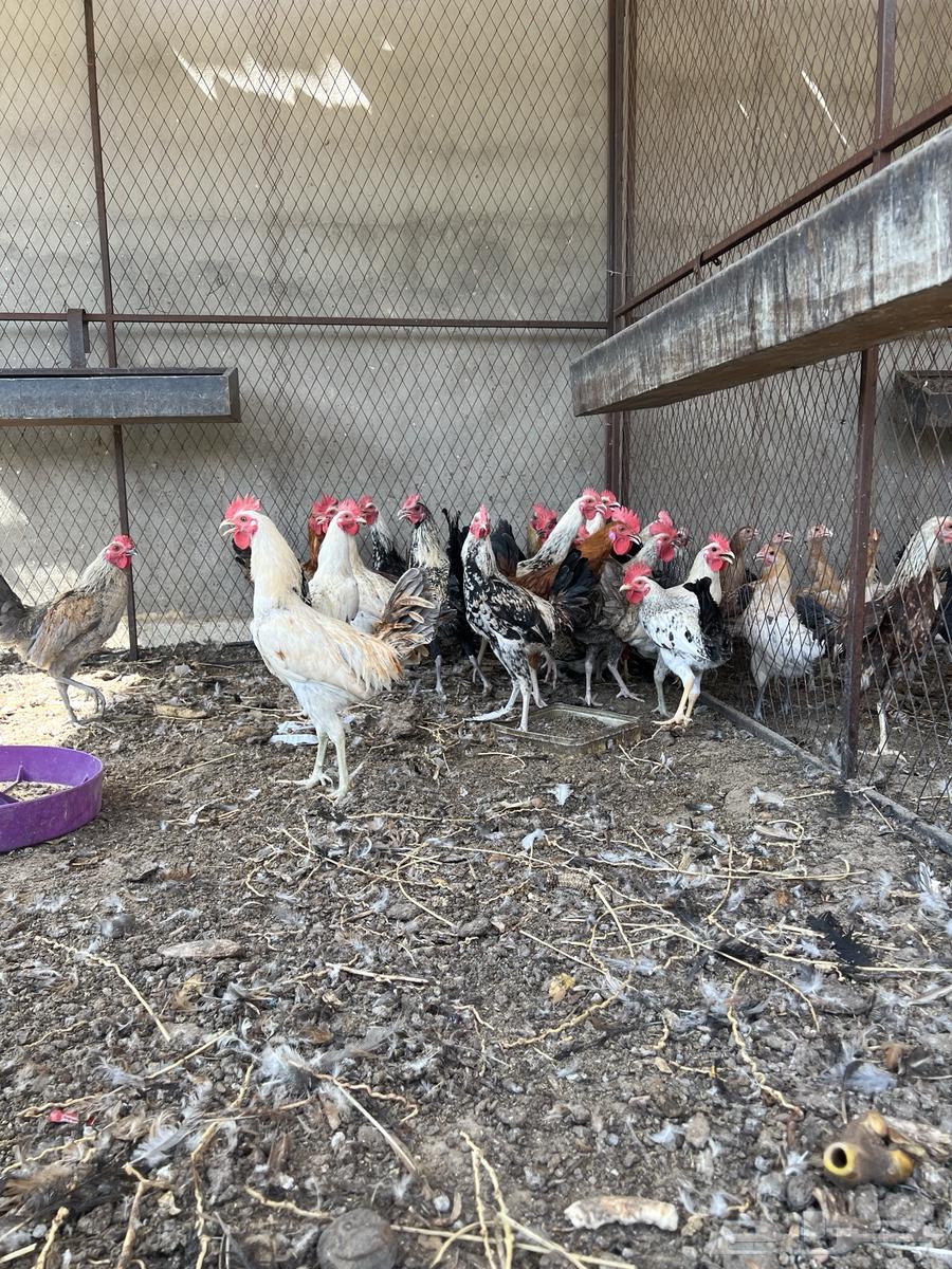 ديكة بلدي64538260792066110