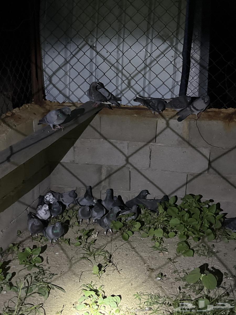 Bathroom for sale, 50 pieces at two riyals each, total 10064536014787331111