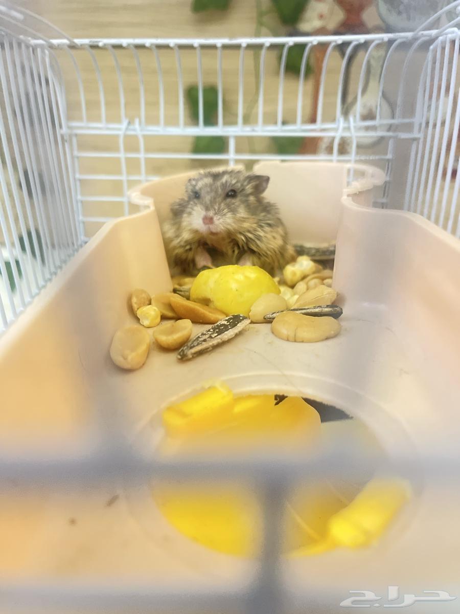 هامستر روسي رمادي وبيج ب50 ريال64539244920706111