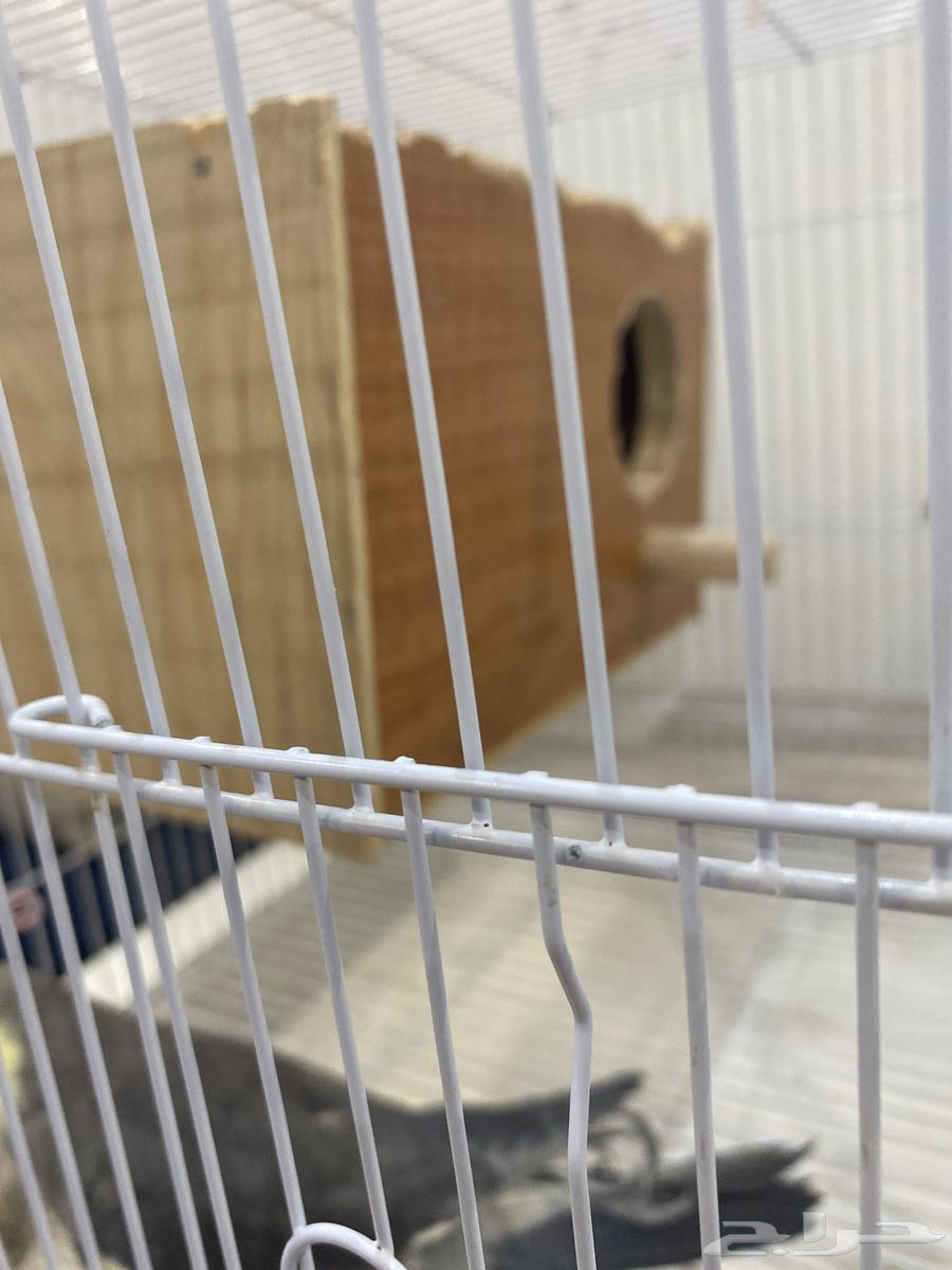 للبيع زوج كروان (ذكر انثى)  .64541079622147113