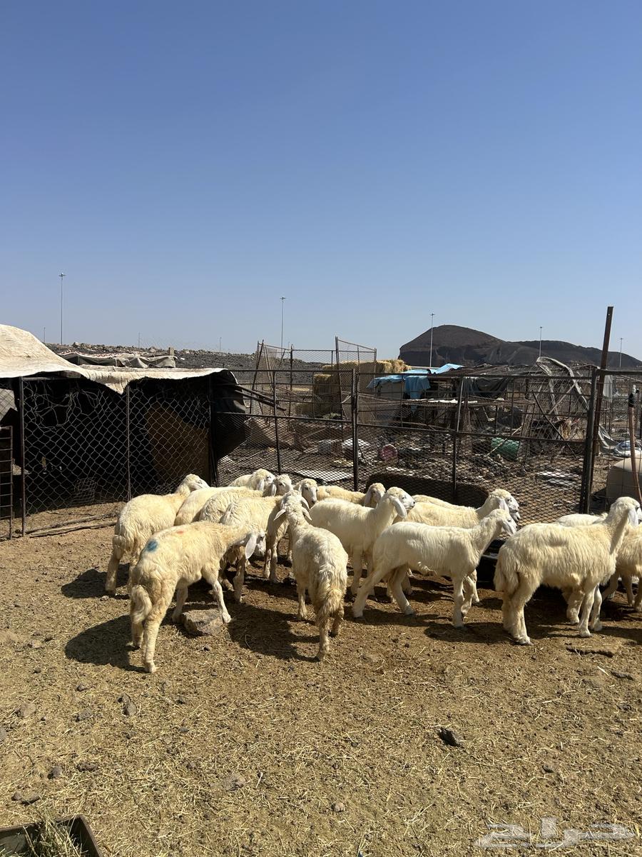 رخال حريات الحد ( 940 ) تم البيع64536975674754112