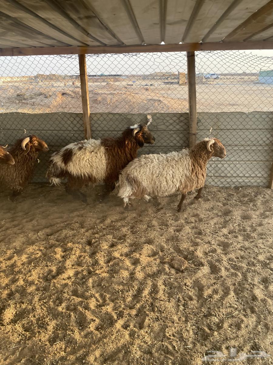 I have 6 good Na'imi sheep, 6 months old, local breed, sold individually64535737038594113