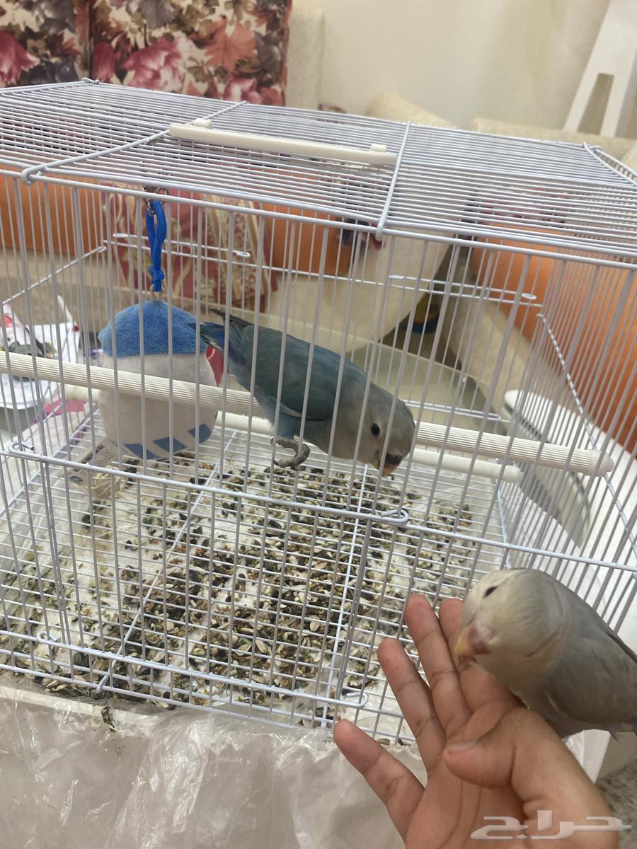 Tayr Roz64540524236802111