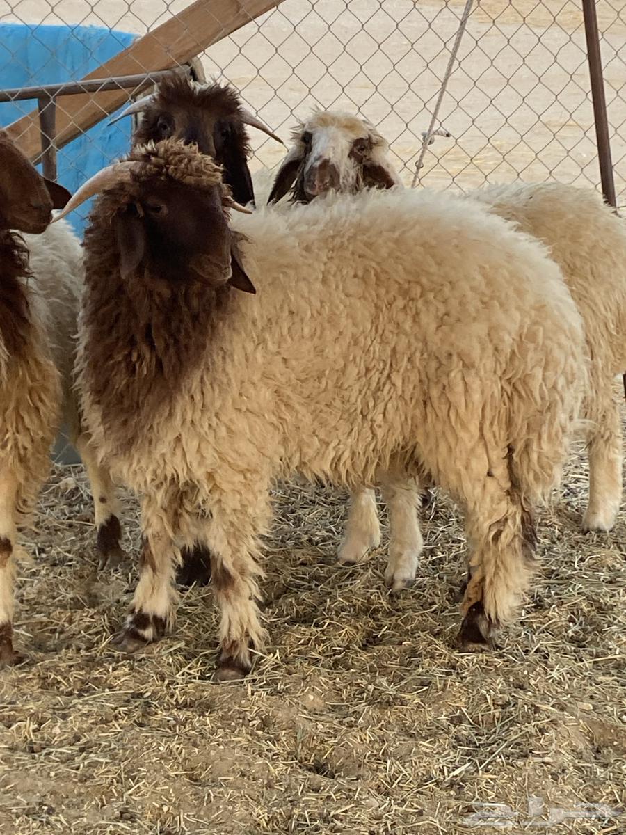 Naaimi halal meat, good and goats64538077888897110