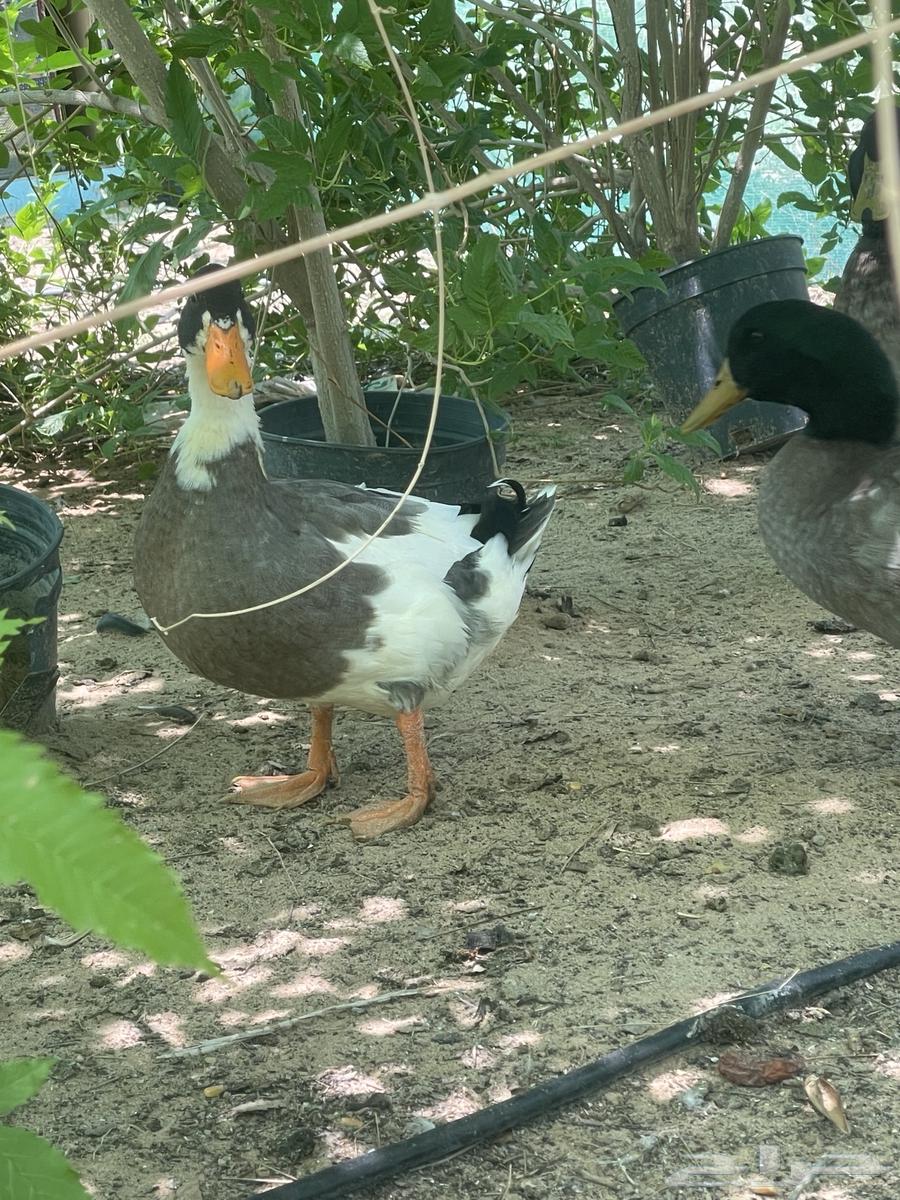 بط للبيع64537366114435110