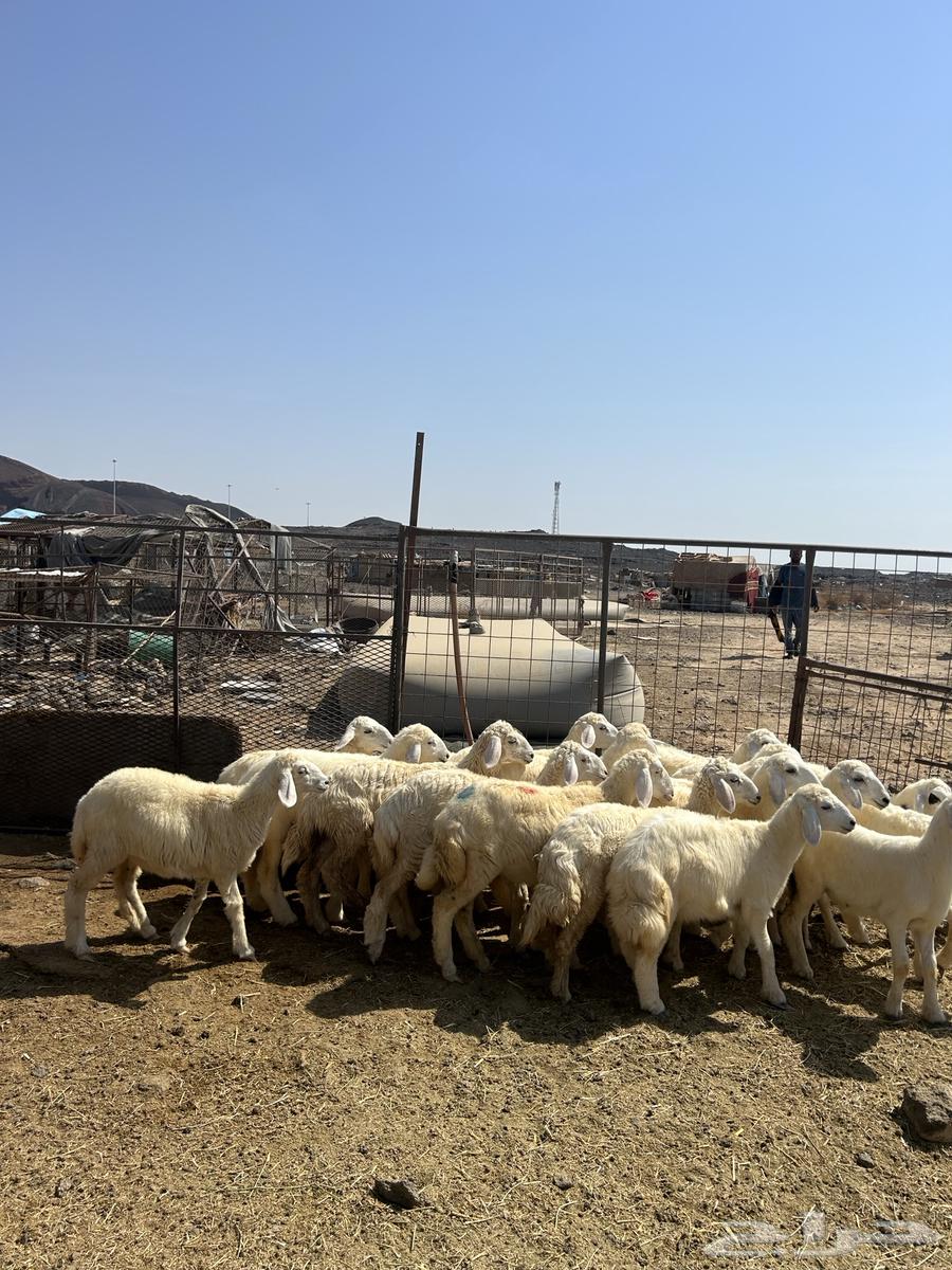 رخال حريات الحد ( 940 ) تم البيع64536975674754113