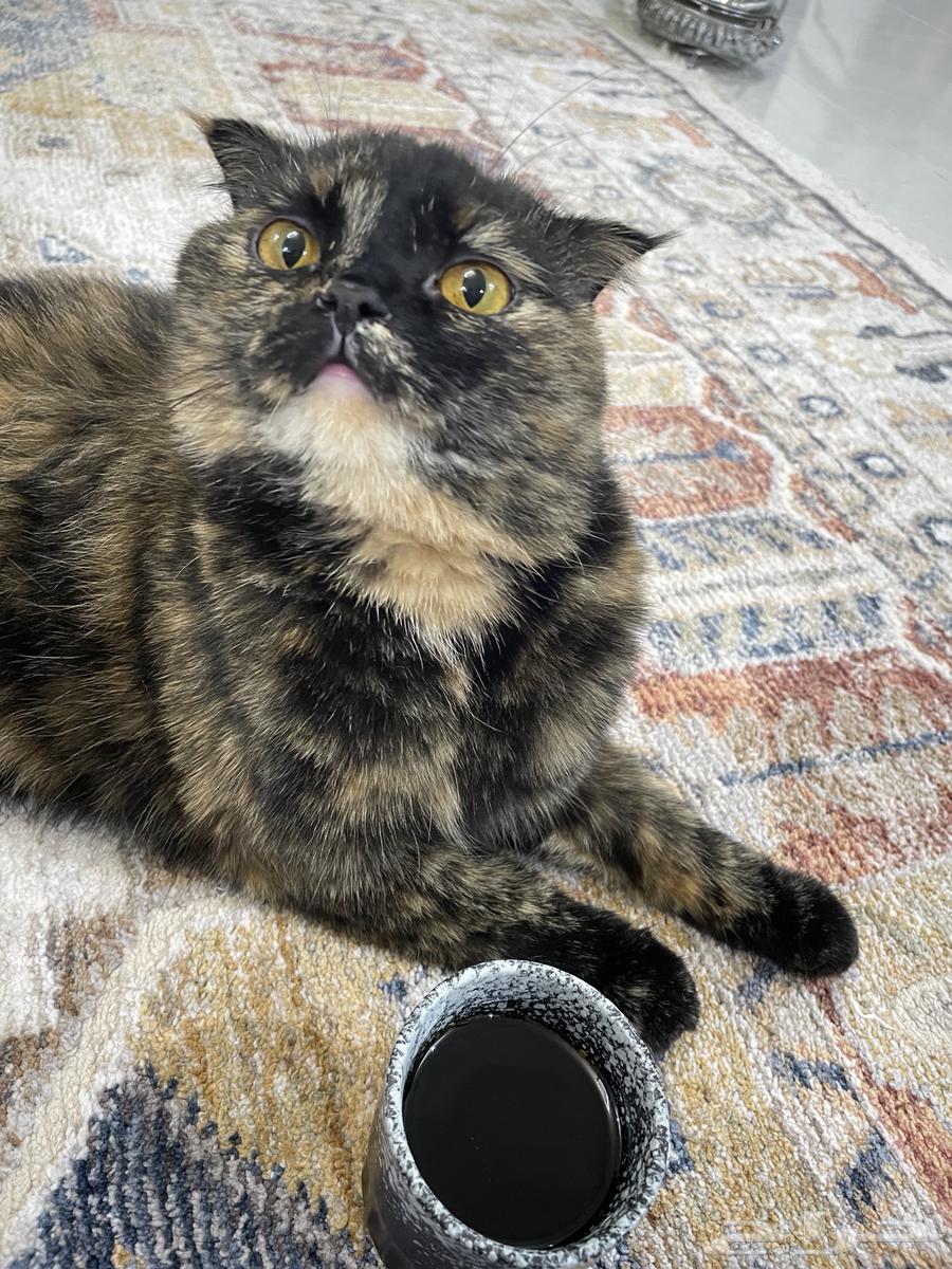 لتبني سكوتش مهجنه هاديه جدا64411028220035111