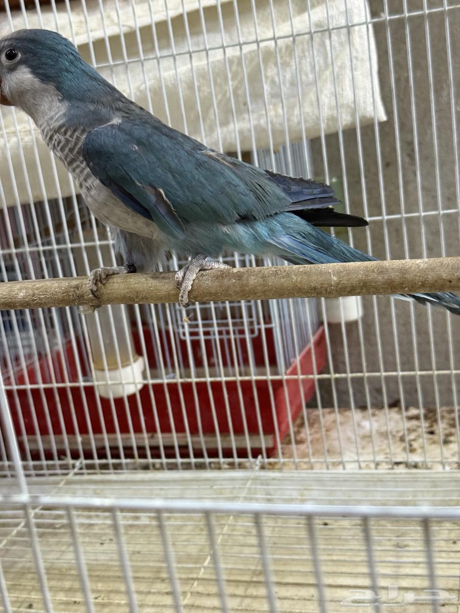 جوز كويكر ازرق منتج ( محلل بشهايد )64543676694273110