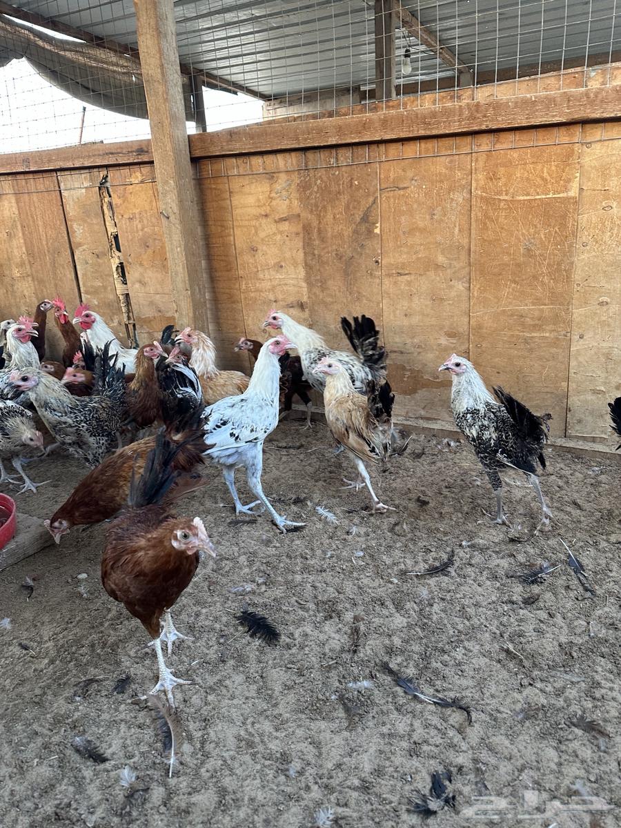 ديوك بلدي العمر من 3.5 الى 4 شهور64542657311107112