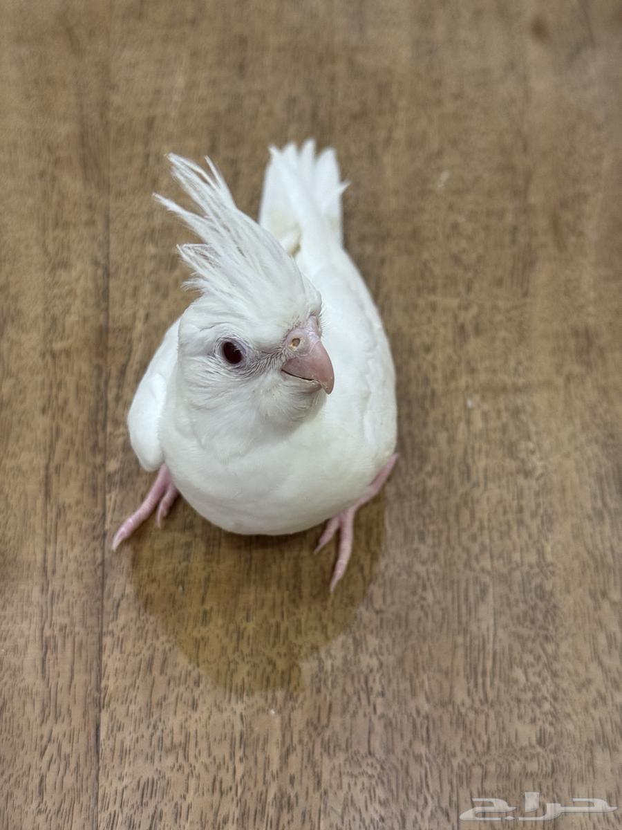 فرخ كروان وصن كنيور (((تم البيع خارج الموقع)))64537686980994110