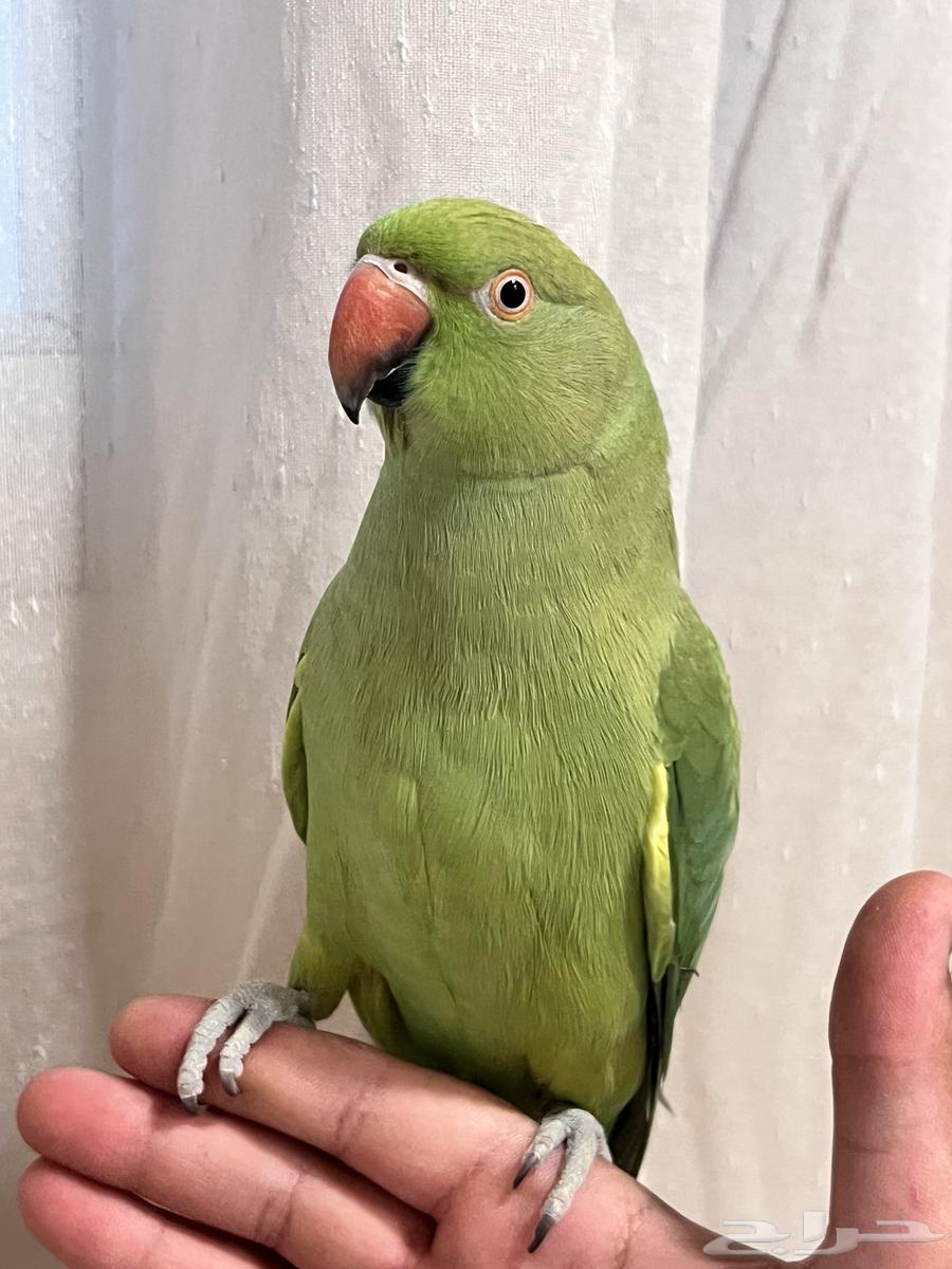 أنثى دره هنديه الليفه متكلمه64541278715521112