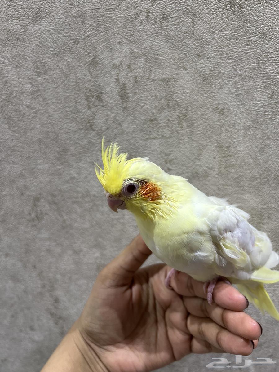 فرخ كروان لاتينو عيون حمراء ( تم البيع )64488838113795110