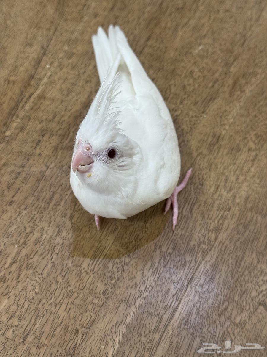 فرخ كروان وصن كنيور (((تم البيع خارج الموقع)))64537686980994113