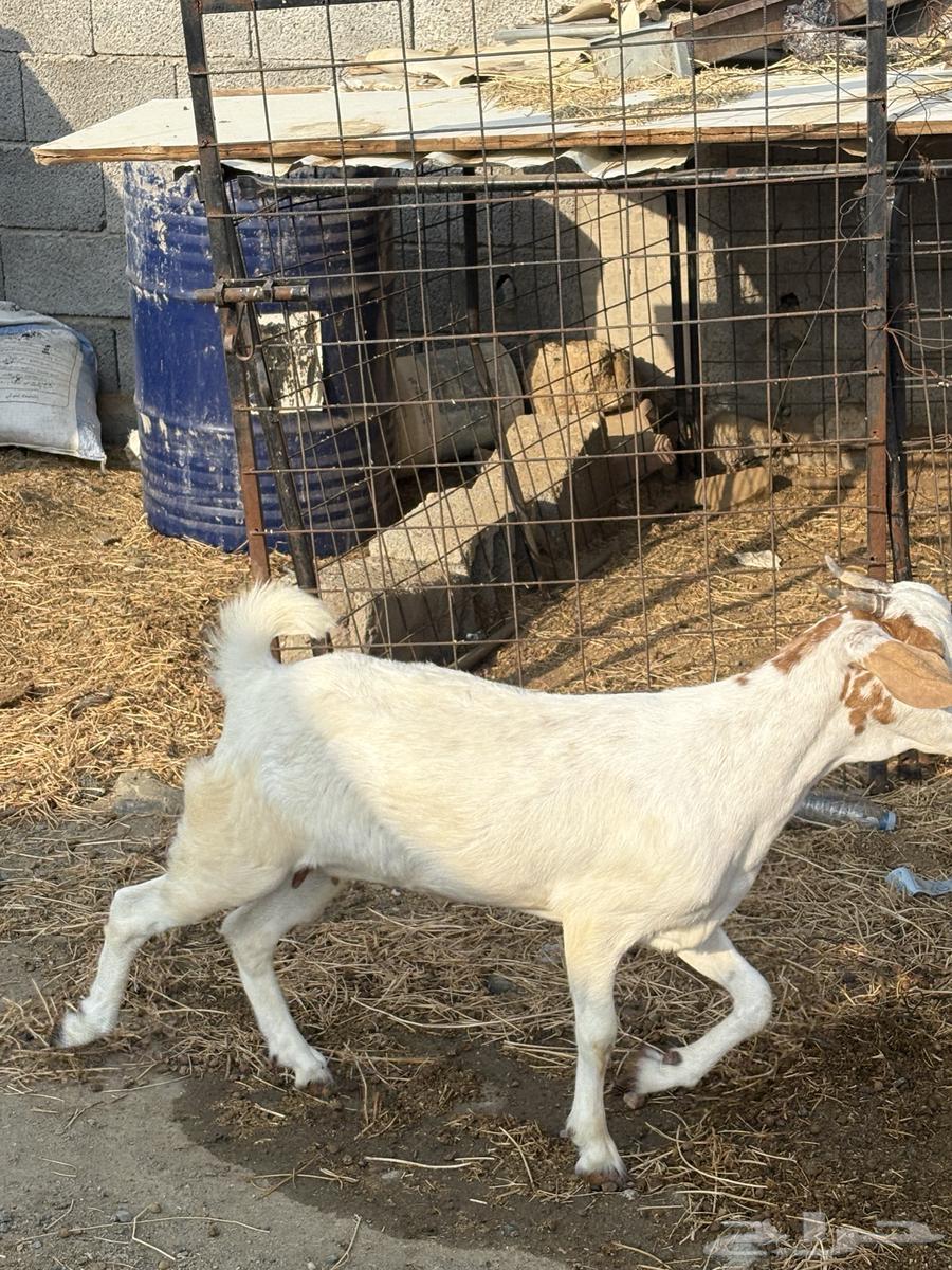 جفره جذعه سمينه للبيع64541594139779113