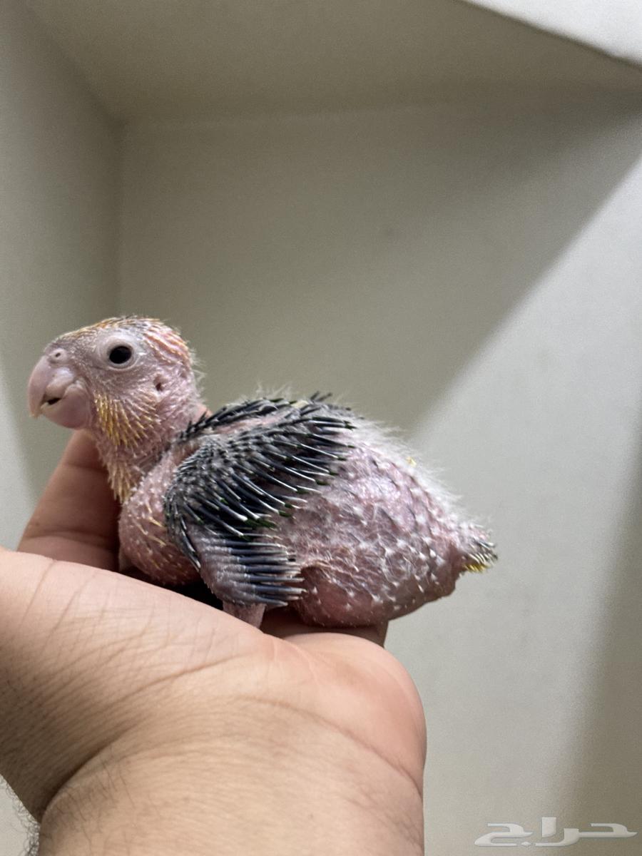 فرخ كايك وايت بيلي غر انتاج محلي (ببغاء المهرج)64542657287170111