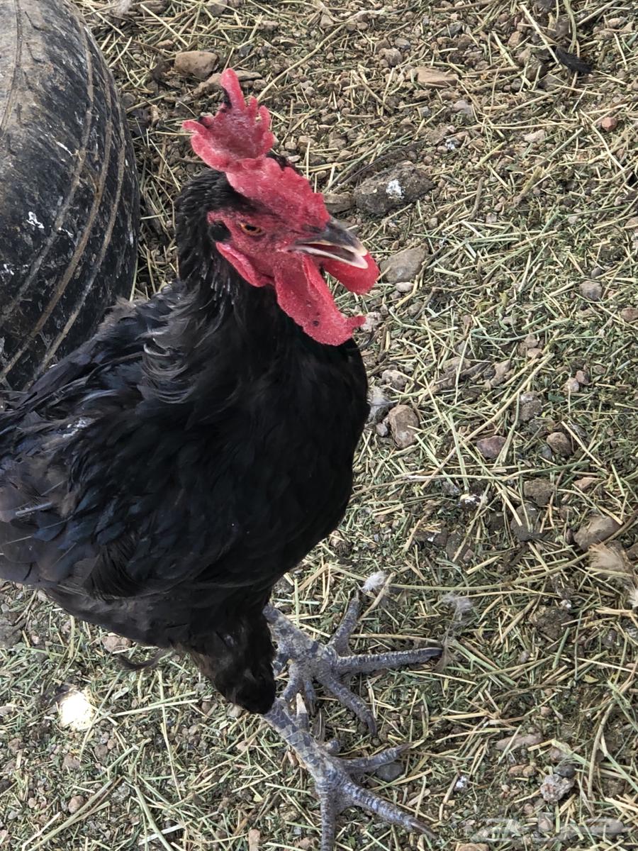 ديكه للبيع64537784402433112