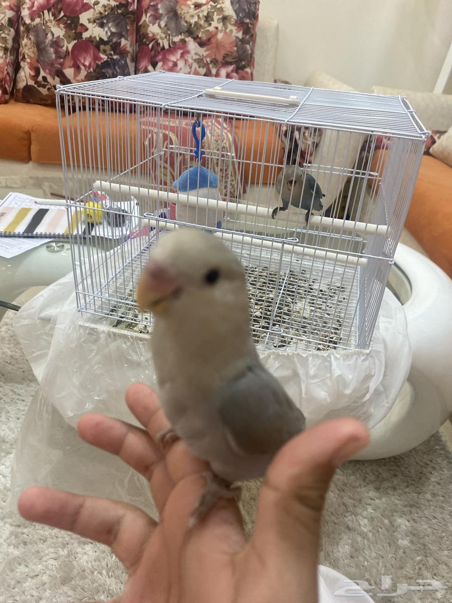 Tayr Roz64540524236802110