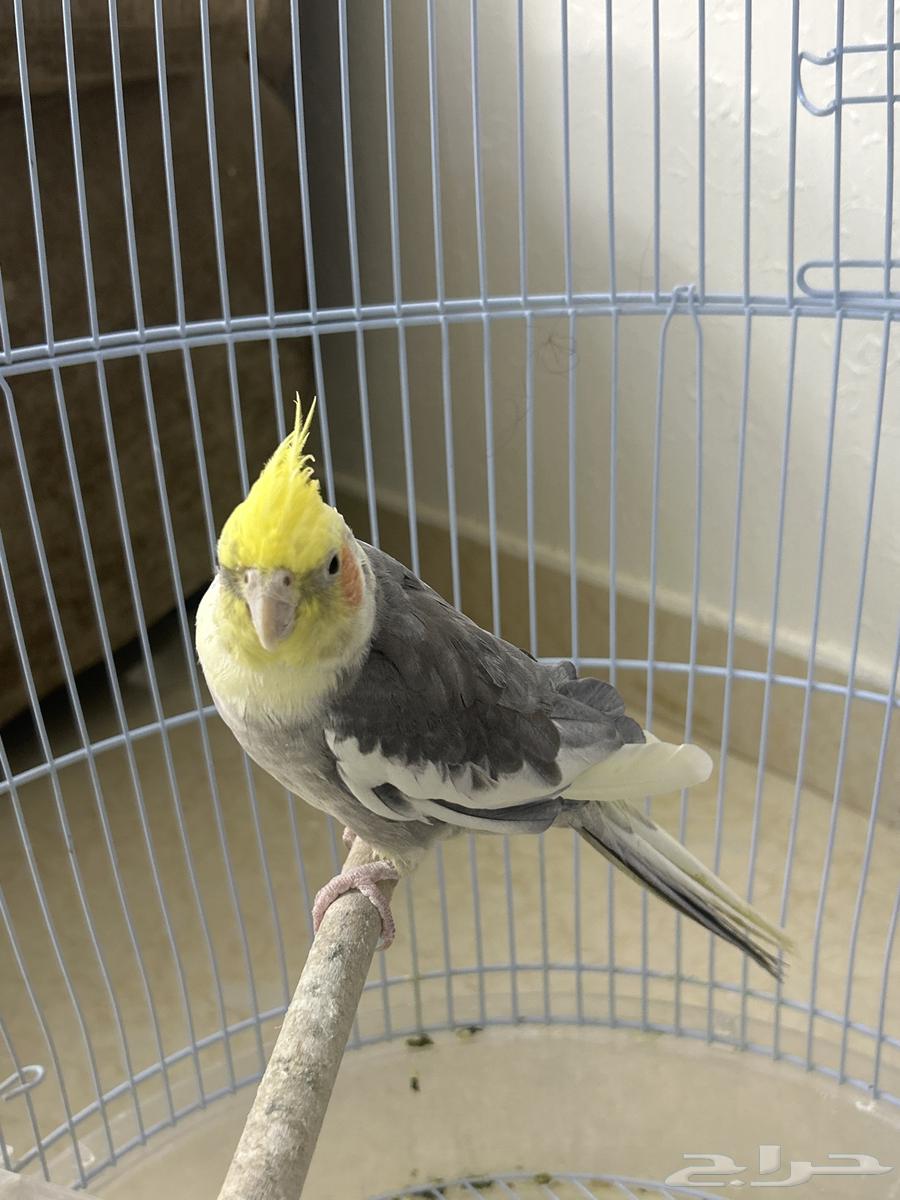 ببغاء كوكتيل .64541622967043113