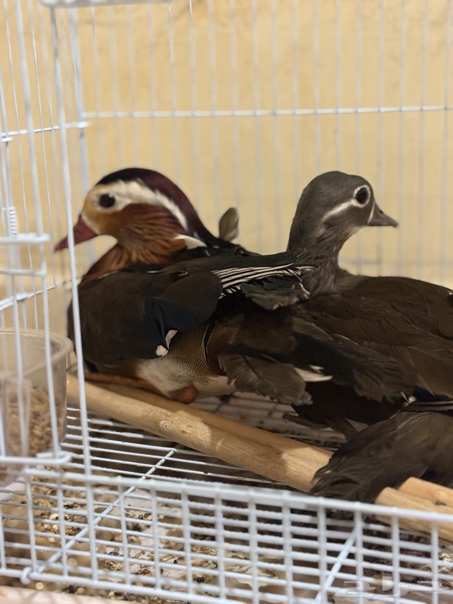 Mandarin Duck64543365788675114