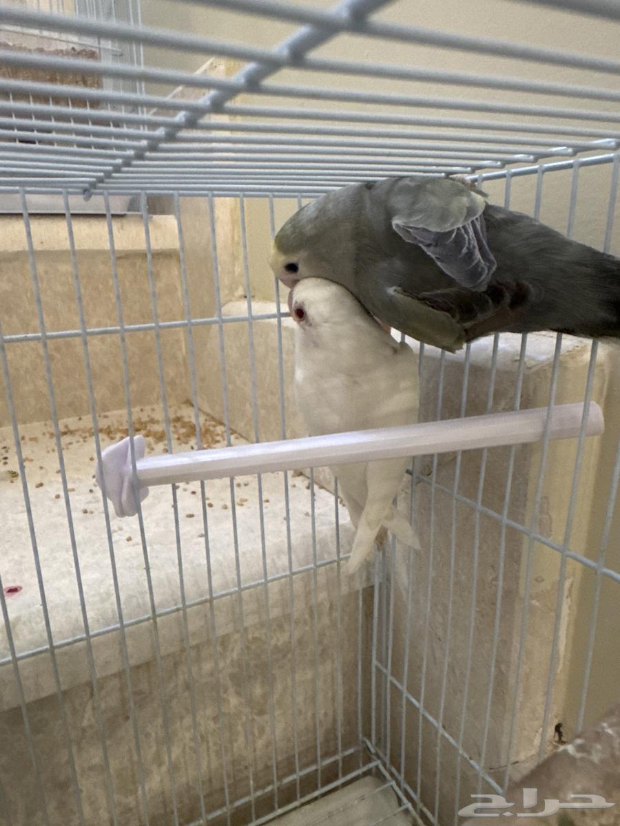 عصافير روز لا البيع و يوجد توصيل64538598805761112