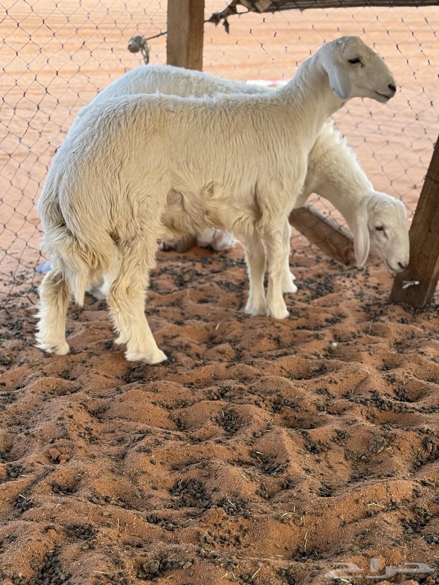 طليان حري مقفلات شرط64536223860866111