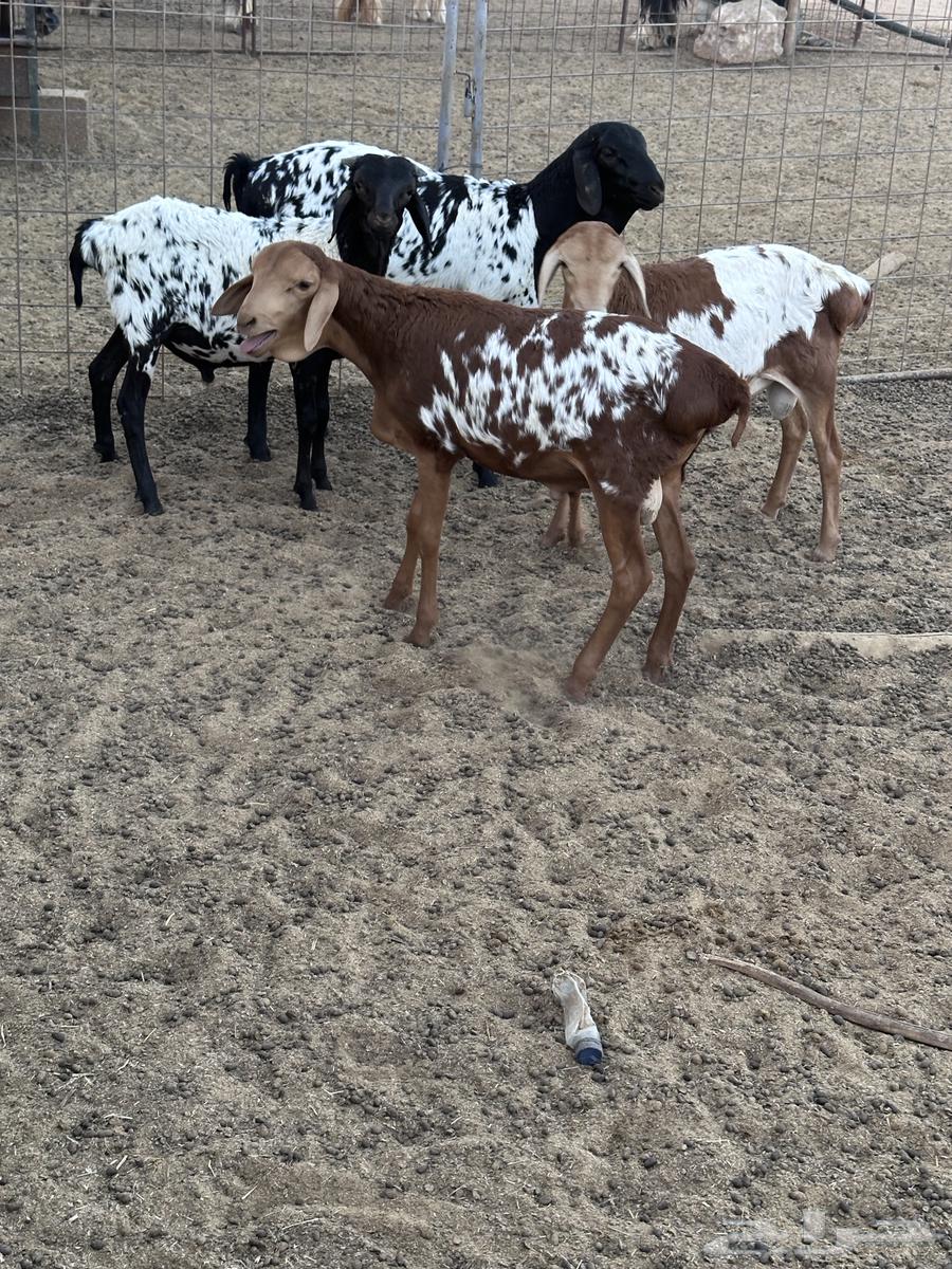 طليان برابر انتاج الحلال64541679117058112