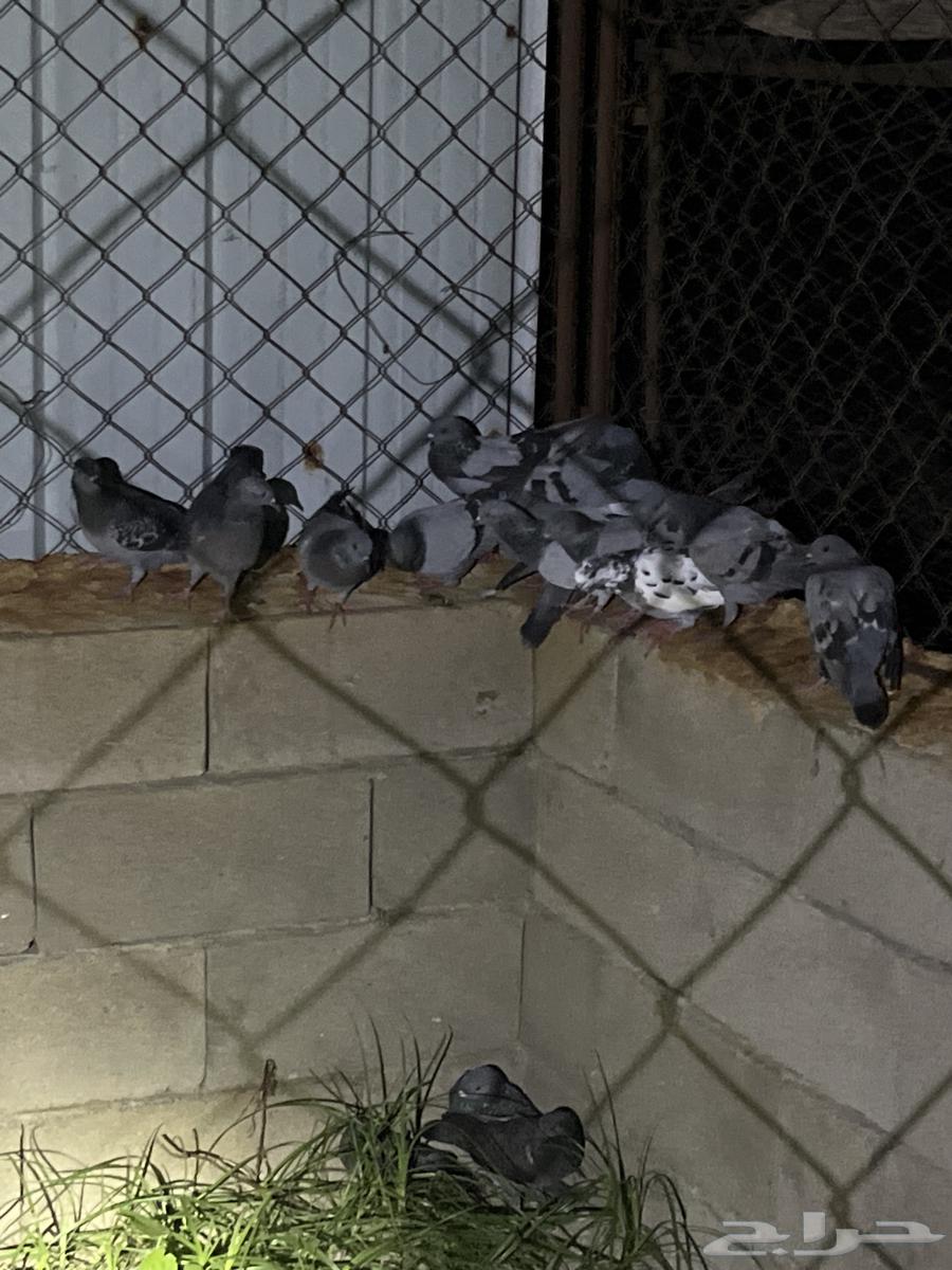 Bathroom for sale, 50 pieces at two riyals each, total 10064536014787331110