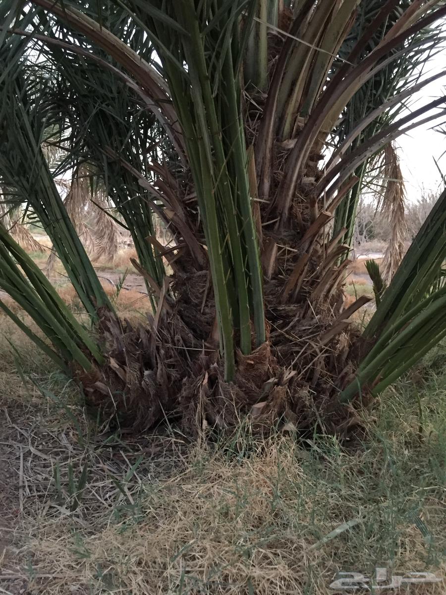 فسايل نخيل64540152678529112