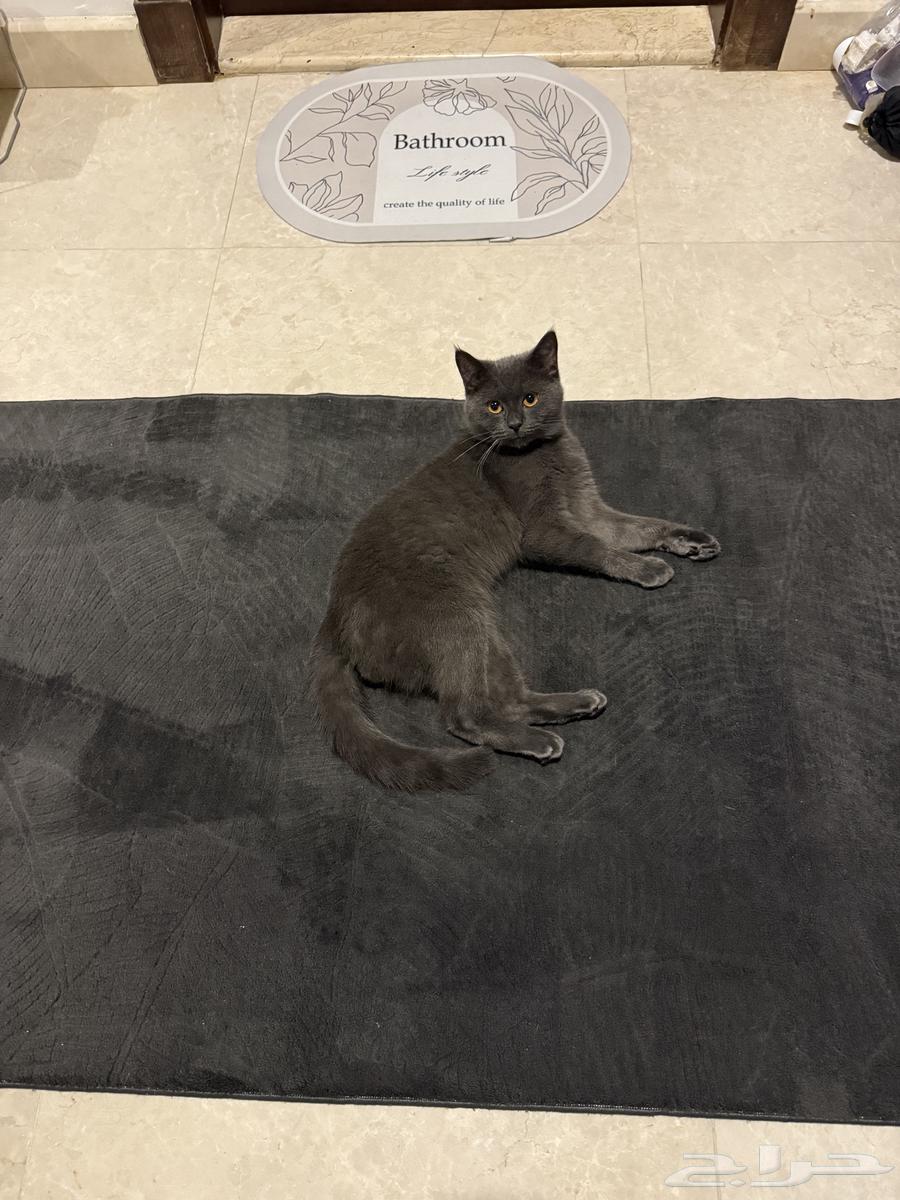 سكوتش ستريت بيور ذكر سنه و 4 شهور64541407531777112