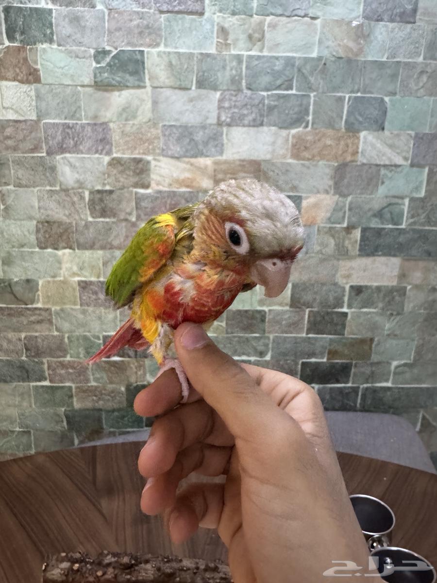 كنيور اناناس أليف64537491071105111