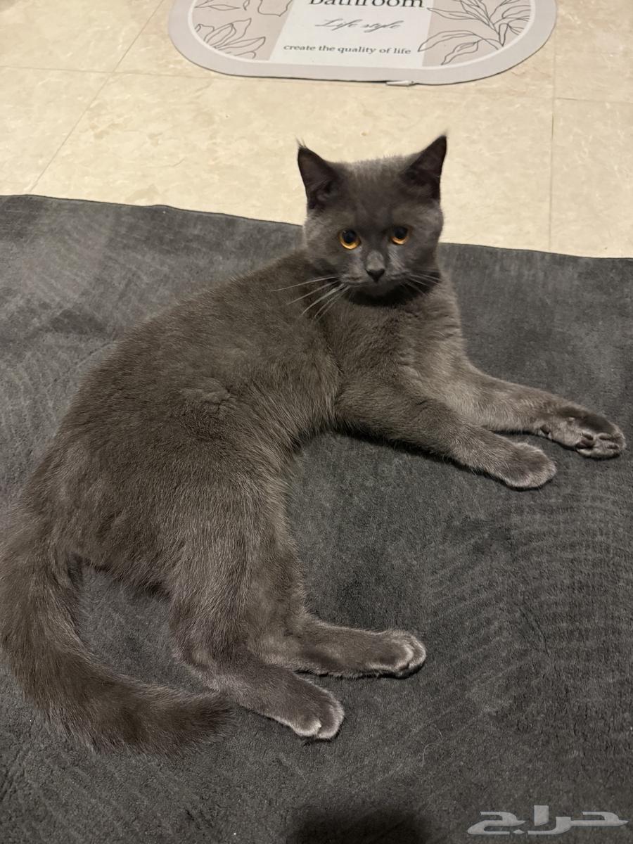 سكوتش ستريت بيور ذكر سنه و 4 شهور64541407531777113