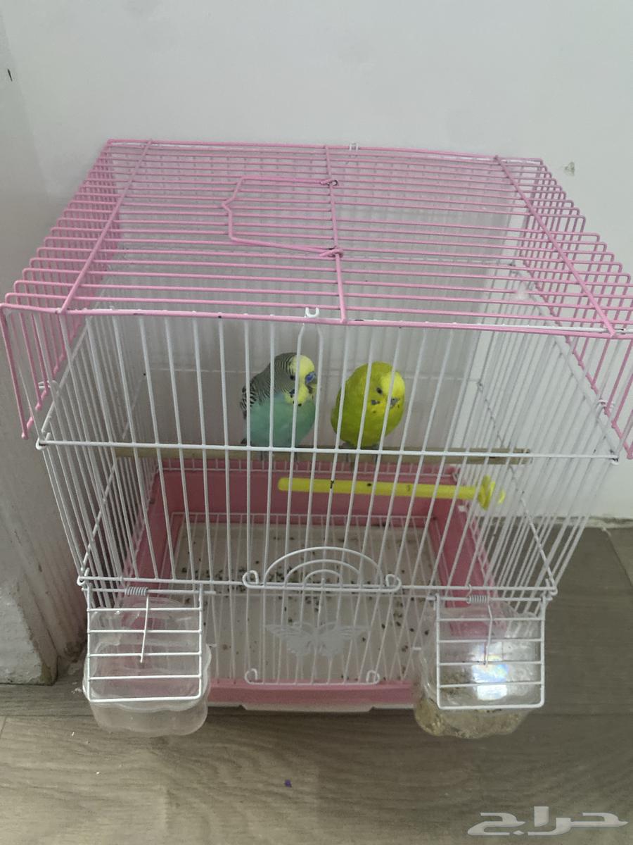 طيور الباجي مسيومه 25064541464248067110