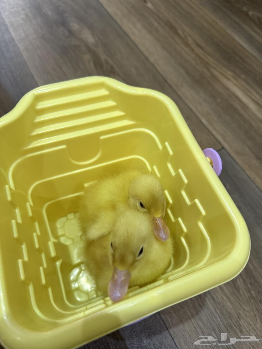 بطتين للبيع64539924617217114