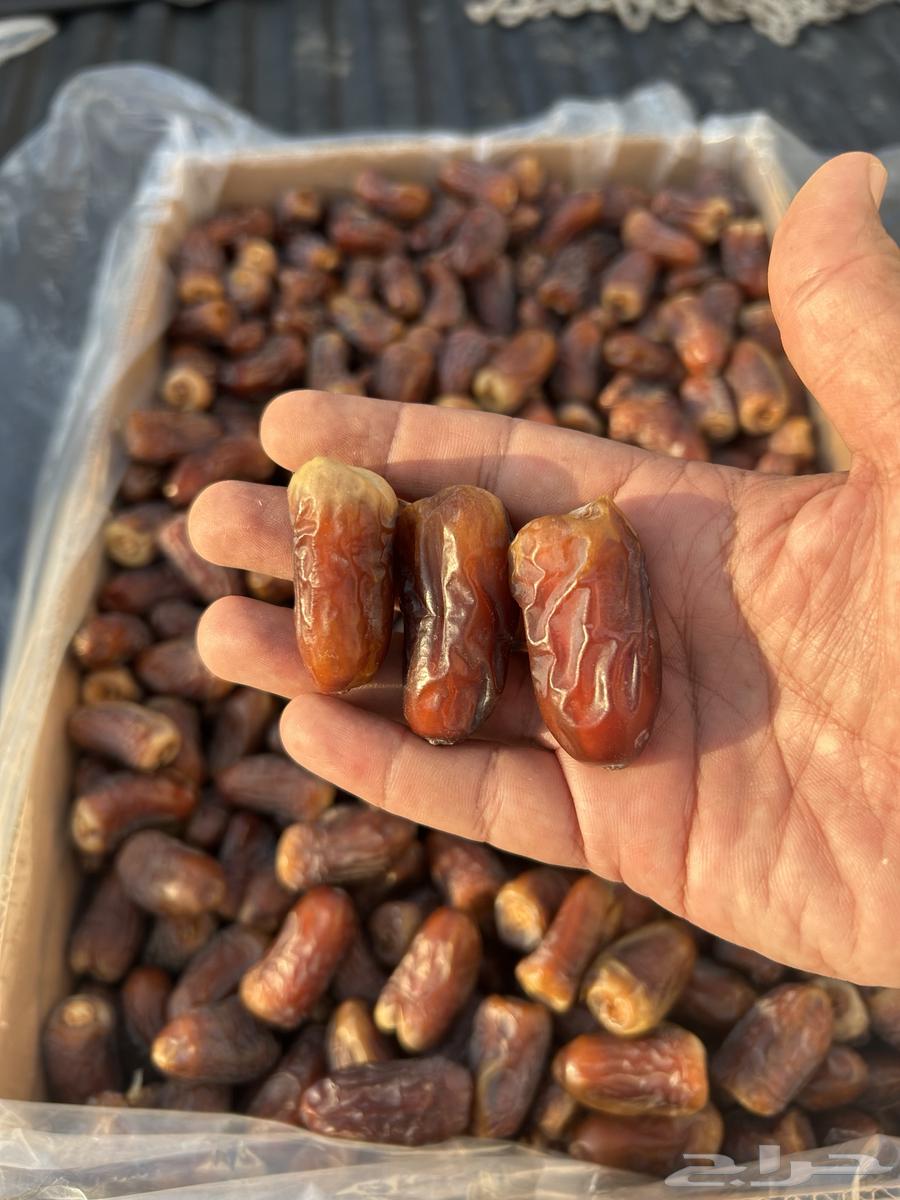 Barni Dates for Sale64540638044547110