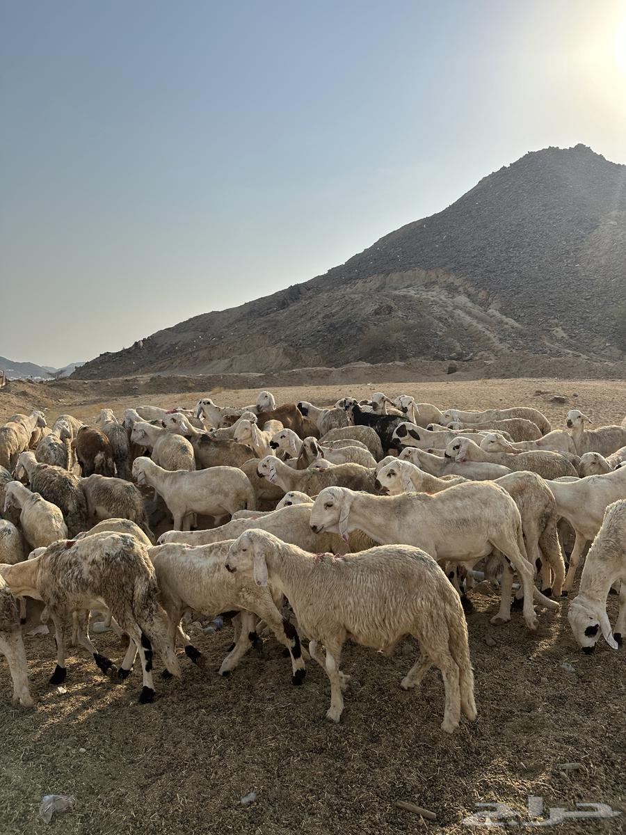 سواكن بيض64540423805698111