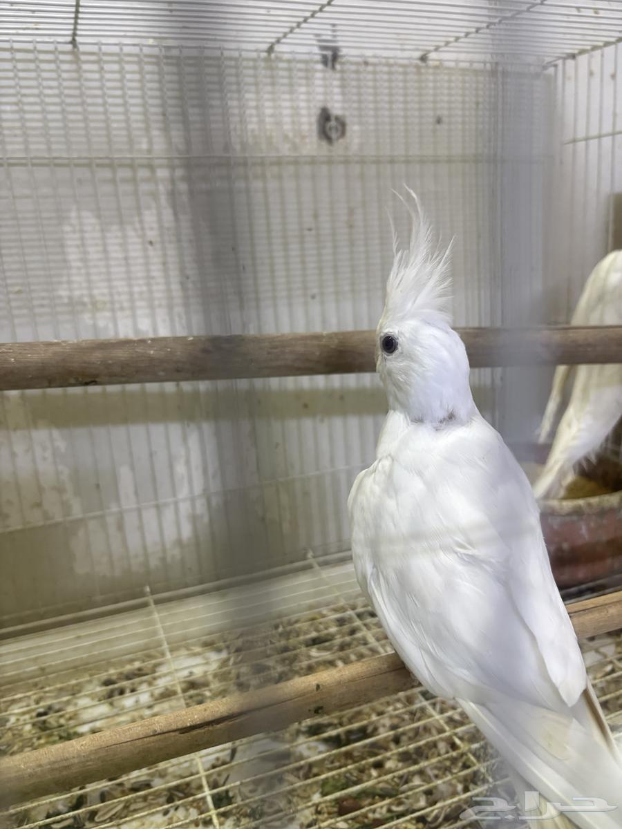 كروان ابيض64540865246979112