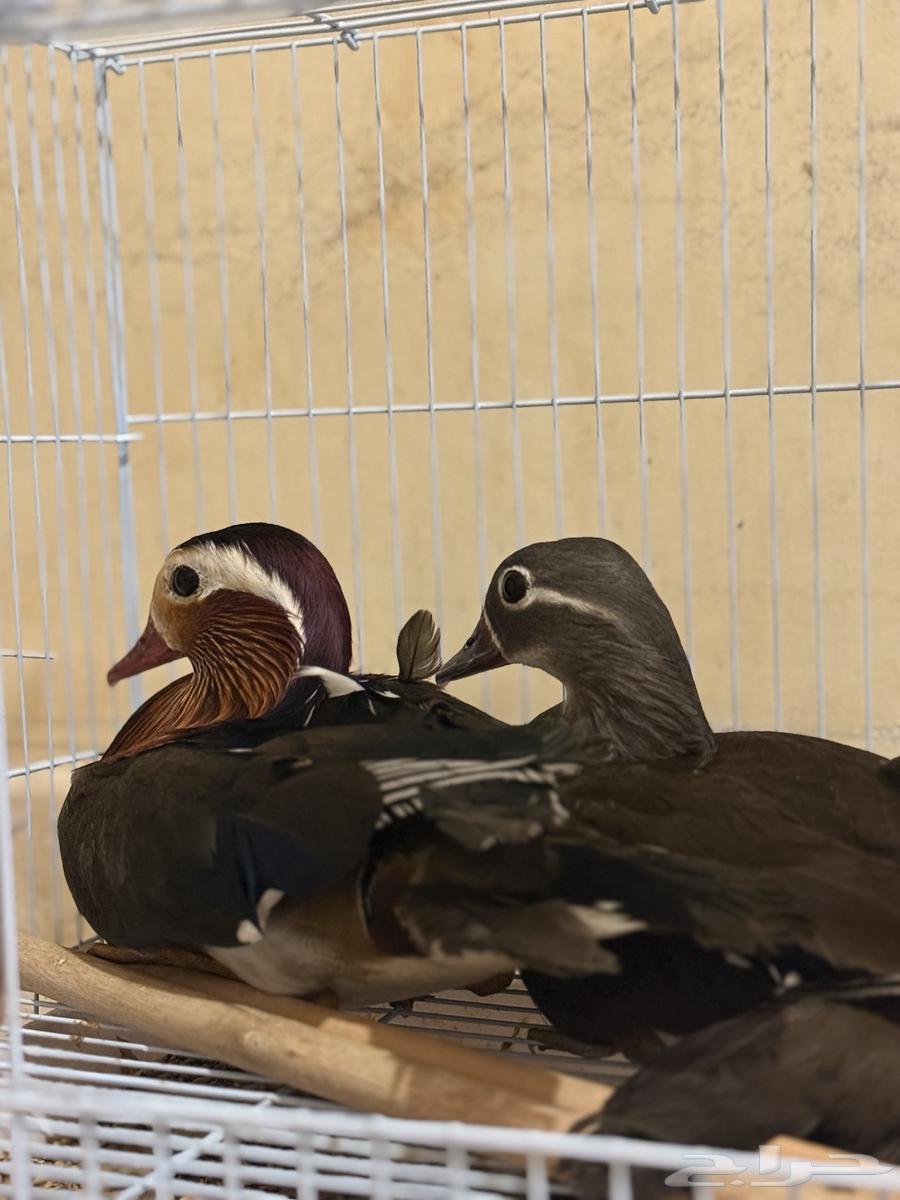 Mandarin Duck64543365788675111