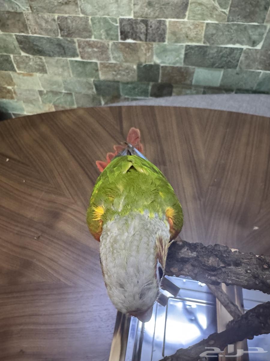 كنيور اناناس أليف64537491071105114