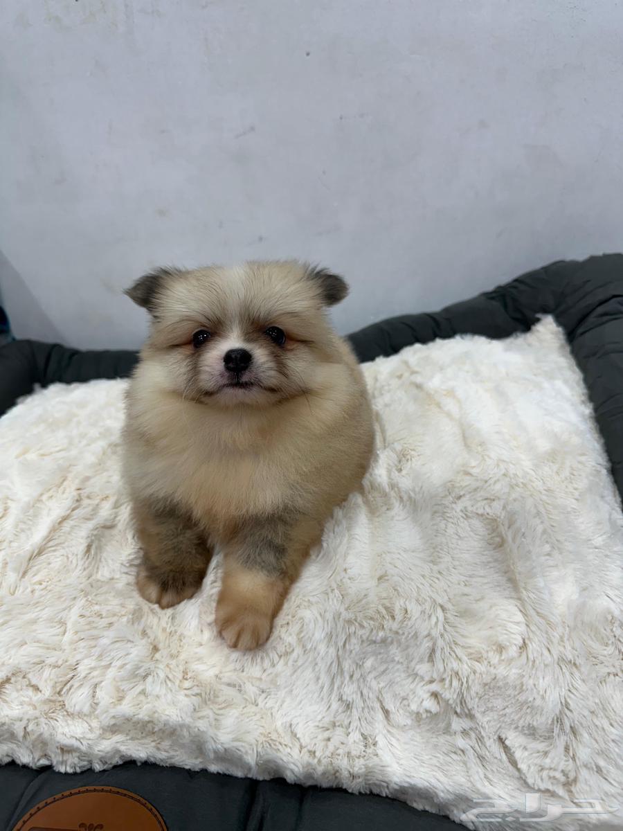 كلاب بومرنيان للبيع64538219005826114