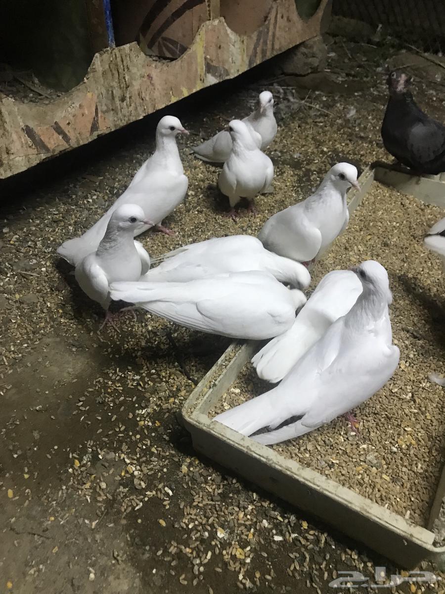 صنعاني اصيل شيبه64542104719747110