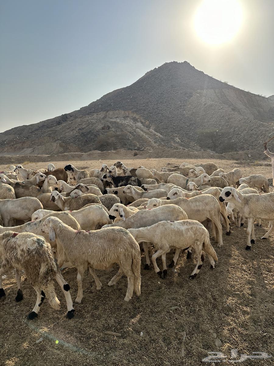 سواكن بيض64540423805698112