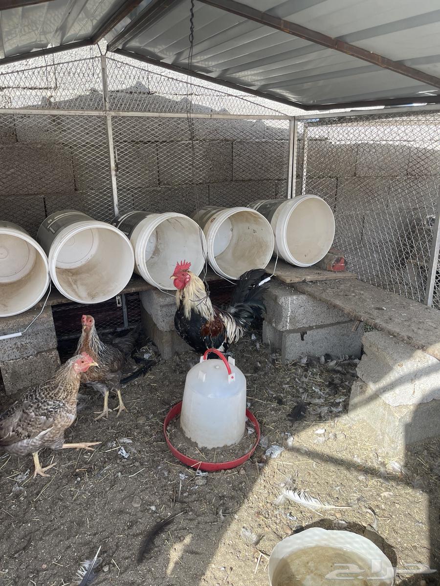 ديك بلدي64536515809795111