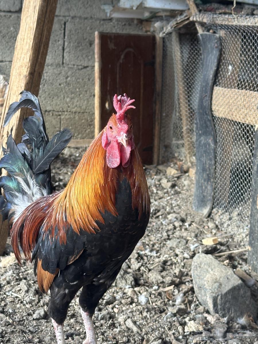 دجاج بلدي ترثه اصيل عربي فري64541579936258110