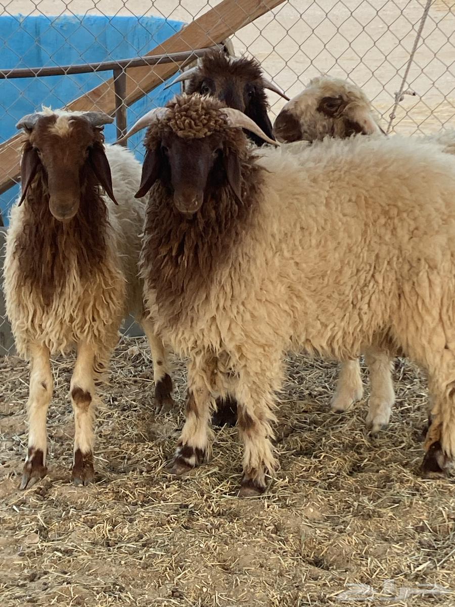 Naaimi halal meat, good and goats64538077888897111